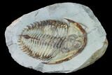 Lower Cambrian Trilobite (Longianda) - Issafen, Morocco #164508-1